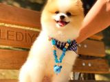 Party Colour Erkek Pomerani̇an