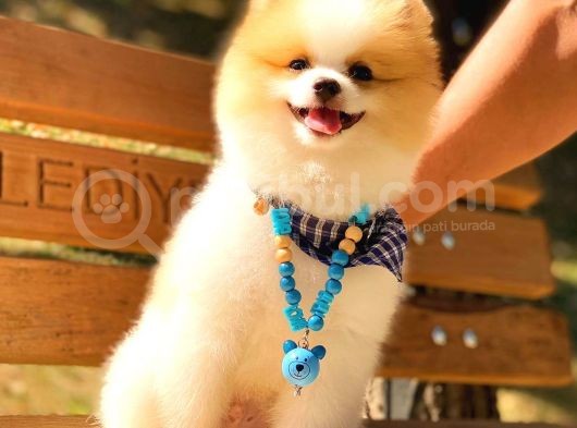 Party Colour Erkek Pomerani̇an