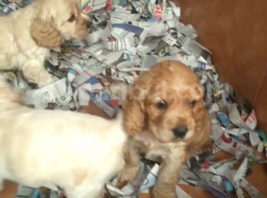 Ruhsatlı Köpek Çifliğinden Amerikan Cocker Yavruları görsel