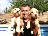 Ruhsatlı Köpek Çifliğinden Amerikan Cocker Yavruları