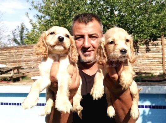 Ruhsatlı Köpek Çifliğinden Amerikan Cocker Yavruları
