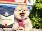 Safkan Teddy Bear Pomeranian Boo Yavrularımız