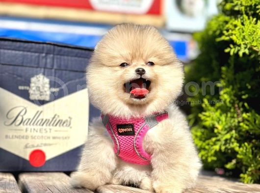 Safkan Teddy Bear Pomeranian Boo Yavrularımız görsel