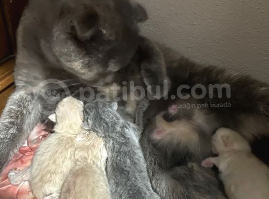 Scottish Fold görsel