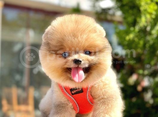 Safkan Teddy Bear Pomeranian Boo Yavrularımız görsel