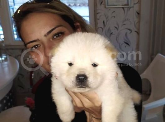 Ruhsatlı Köpek Çiftliğimizden Chow Chow Yavrularımız