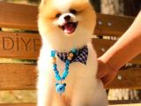 Party Colour Erkek Pomerani̇an