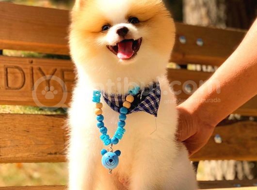 Party Colour Erkek Pomerani̇an görsel