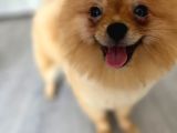 1 Yaşında, Microchipli, Eğitimli,Full Aşılı Pomeranian Boo