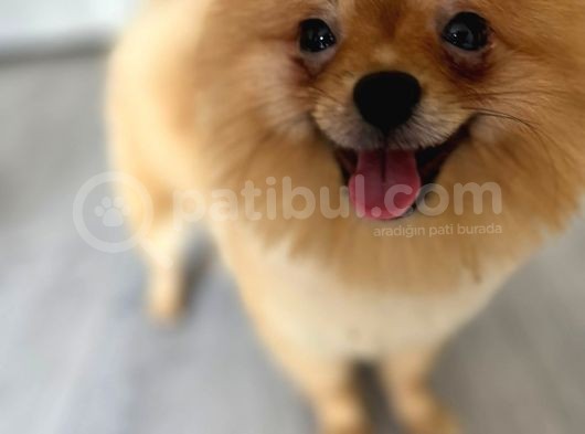 1 Yaşında, Microchipli, Eğitimli,Full Aşılı Pomeranian Boo görsel