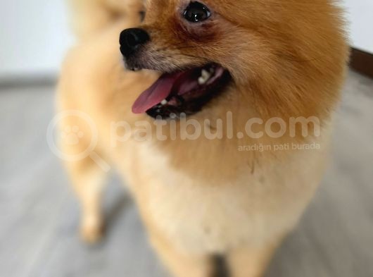 1 Yaşında, Microchipli, Eğitimli,Full Aşılı Pomeranian Boo görsel