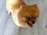 1 Yaşında, Microchipli, Eğitimli,full Aşılı Pomeranian Boo