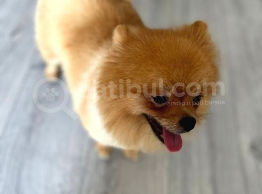 1 Yaşında, Microchipli, Eğitimli,Full Aşılı Pomeranian Boo