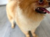 1 Yaşında, Microchipli, Eğitimli,Full Aşılı Pomeranian Boo