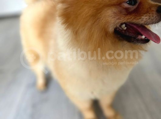 1 Yaşında, Microchipli, Eğitimli,Full Aşılı Pomeranian Boo görsel