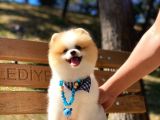 A Class, 6 Aylık, Full Aşılı Pomeranian Boo Yavrumuz