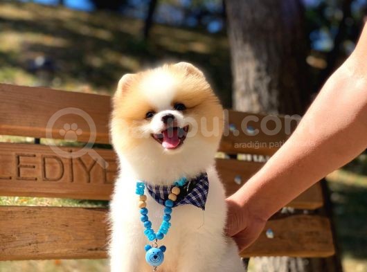 A Class, 6 Aylık, Full Aşılı Pomeranian Boo Yavrumuz görsel