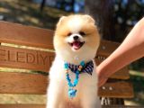 A Class, 6 Aylık, Full Aşılı Pomeranian Boo Yavrumuz