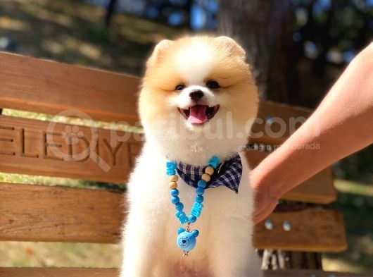 A Class, 6 Aylık, Full Aşılı Pomeranian Boo Yavrumuz görsel