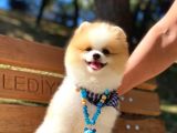 A Class, 6 Aylık, Full Aşılı Pomeranian Boo Yavrumuz