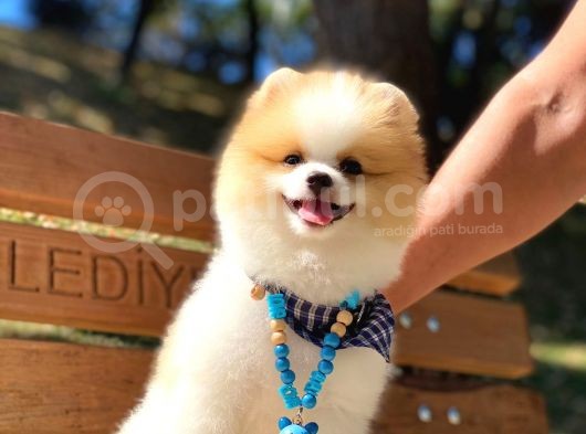A Class, 6 Aylık, Full Aşılı Pomeranian Boo Yavrumuz görsel