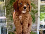 Veterinerden, Elden Teslim Erkek Maltipoo Yavrumuz