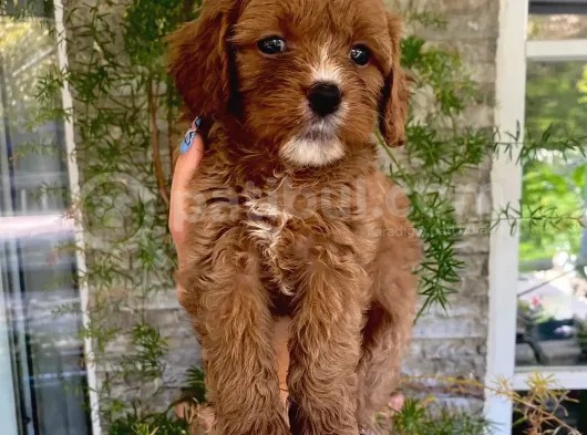Veterinerden, Elden Teslim Erkek Maltipoo Yavrumuz görsel