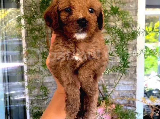 Veterinerden, Elden Teslim Erkek Maltipoo Yavrumuz görsel
