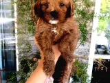 Veterinerden, Elden Teslim Erkek Maltipoo Yavrumuz