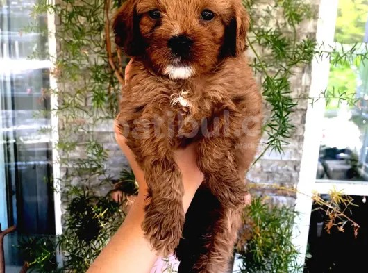 Veterinerden, Elden Teslim Erkek Maltipoo Yavrumuz görsel