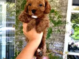 Veterinerden, Elden Teslim Erkek Maltipoo Yavrumuz