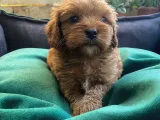 Veterinerden, Elden Teslim, Kilo Garantili Dişi Maltipoo