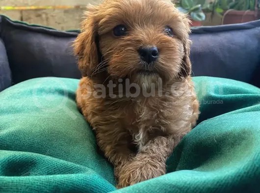 Veterinerden, Elden Teslim, Kilo Garantili Dişi Maltipoo görsel