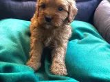 Veterinerden, Elden Teslim, Kilo Garantili Dişi Maltipoo