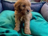 Veterinerden, Elden Teslim, Kilo Garantili Dişi Maltipoo