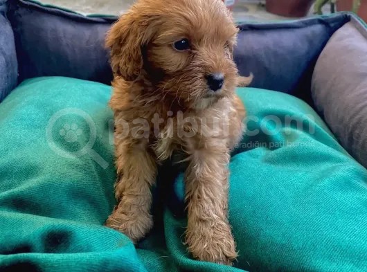 Veterinerden, Elden Teslim, Kilo Garantili Dişi Maltipoo görsel