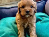 Veterinerden, Elden Teslim, Kilo Garantili Dişi Maltipoo