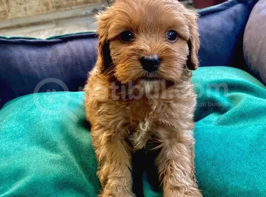 Veterinerden, Elden Teslim, Kilo Garantili Dişi Maltipoo görsel
