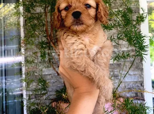Mükemmel Renk Tonu, Dişi, Kilo Garantili Maltipoo Yavrumuz