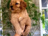 Mükemmel Renk Tonu, Dişi, Kilo Garantili Maltipoo Yavrumuz