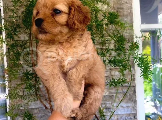 Mükemmel Renk Tonu, Dişi, Kilo Garantili Maltipoo Yavrumuz görsel