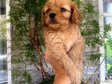 Mükemmel Renk Tonu, Dişi, Kilo Garantili Maltipoo Yavrumuz