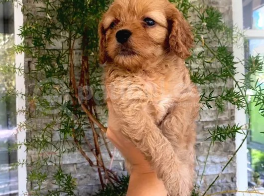 Mükemmel Renk Tonu, Dişi, Kilo Garantili Maltipoo Yavrumuz görsel