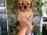 Mükemmel Renk Tonu, Dişi, Kilo Garantili Maltipoo Yavrumuz