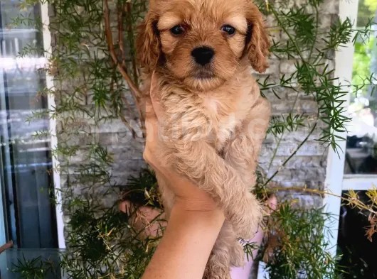 Mükemmel Renk Tonu, Dişi, Kilo Garantili Maltipoo Yavrumuz görsel