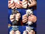 Anne British Shorthair Baba Bluepoint Yavruları