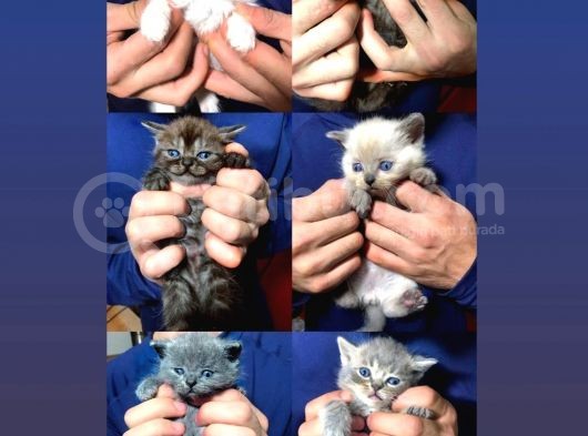 Anne British Shorthair Baba Bluepoint Yavruları