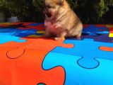 Oyuncak Gibi Süper Kalite Pomeranian Boo Yavrularımız