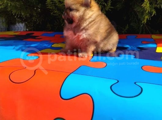 Oyuncak Gibi Süper Kalite Pomeranian Boo Yavrularımız görsel