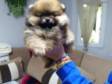 Oyuncak Gibi Süper Kalite Pomeranian Boo Yavrularımız